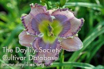Daylily Dust and Gravity